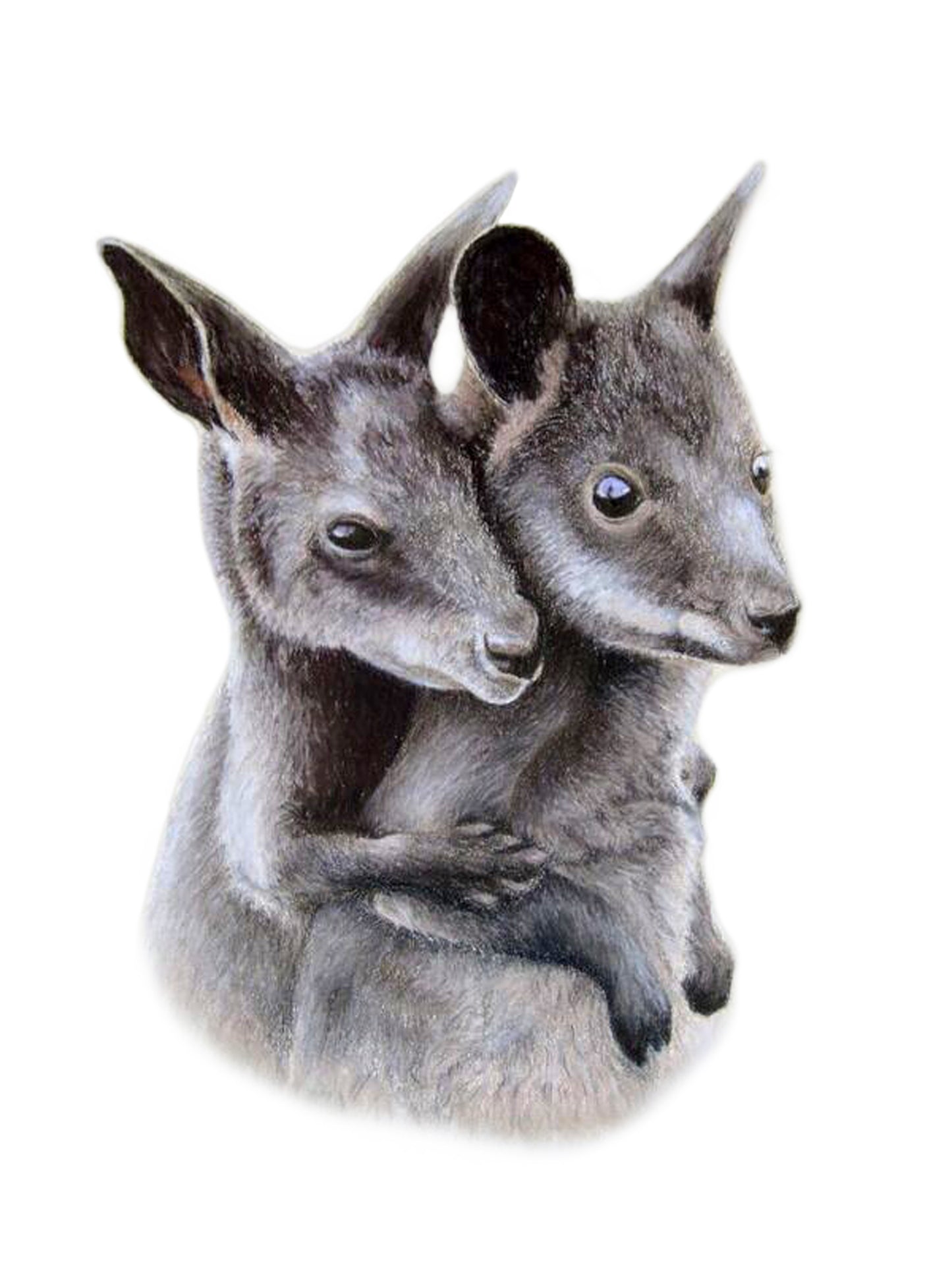 Tea Towel - Swamp Wallabies
