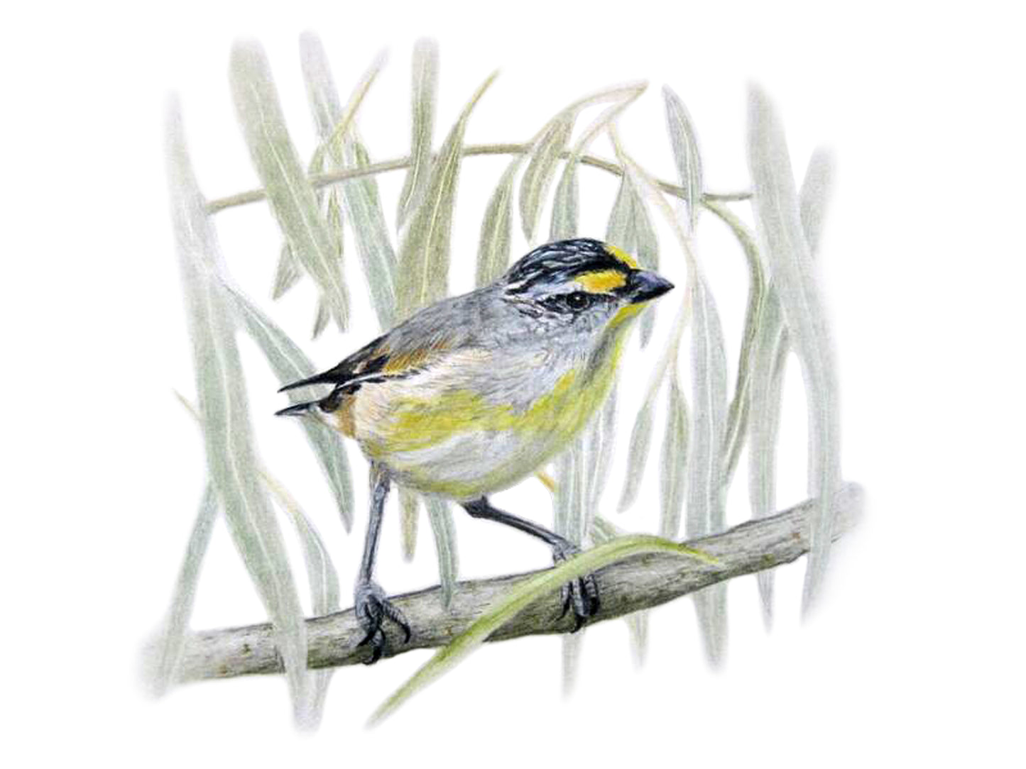 Tea Towel - Striated Pardalote