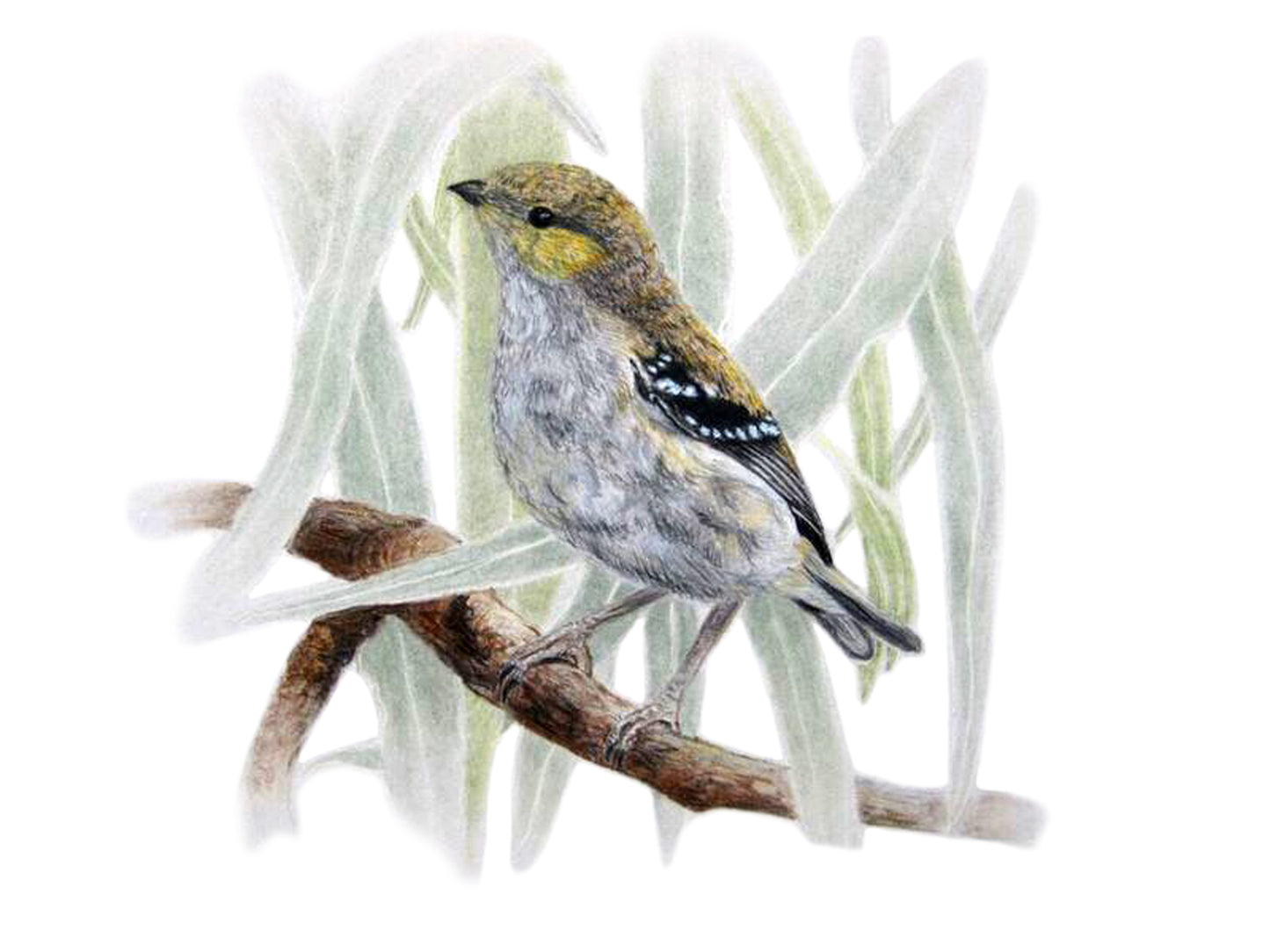 Tea Towel - Forty-Spotted Pardalote