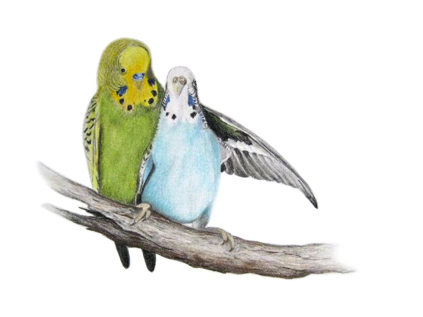 Tea Towel - Budgie Love