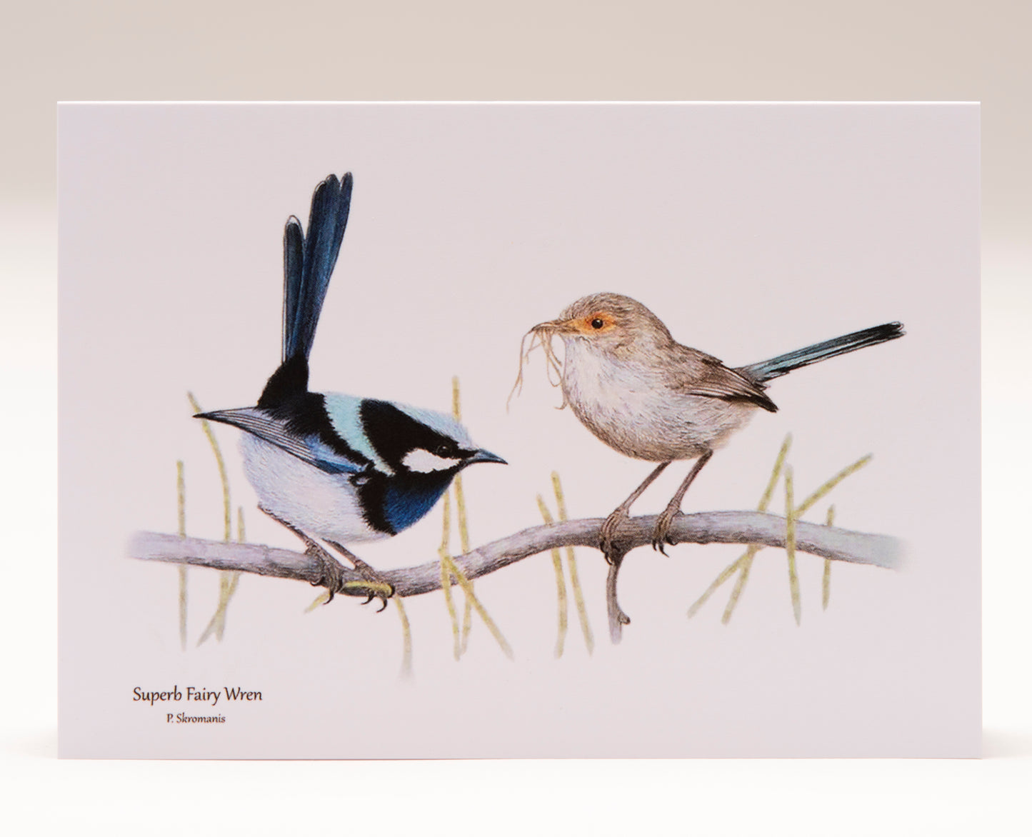 Greeting Card - Superb Fairy Wren Pair