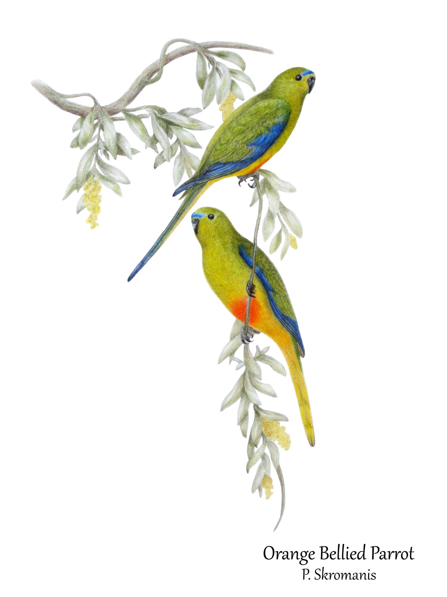 Tea Towel - Orange Bellied Parrot