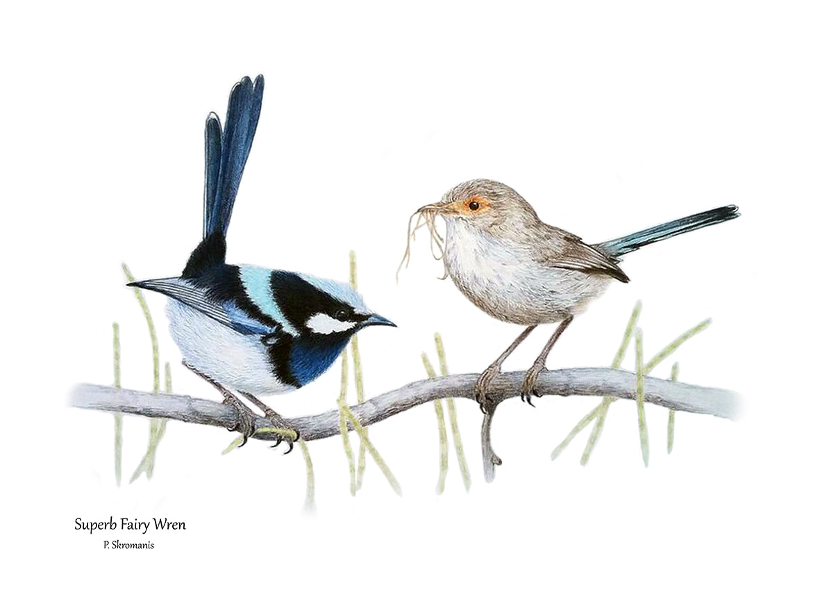 Tea Towel - Superb Fairy Wren Pair