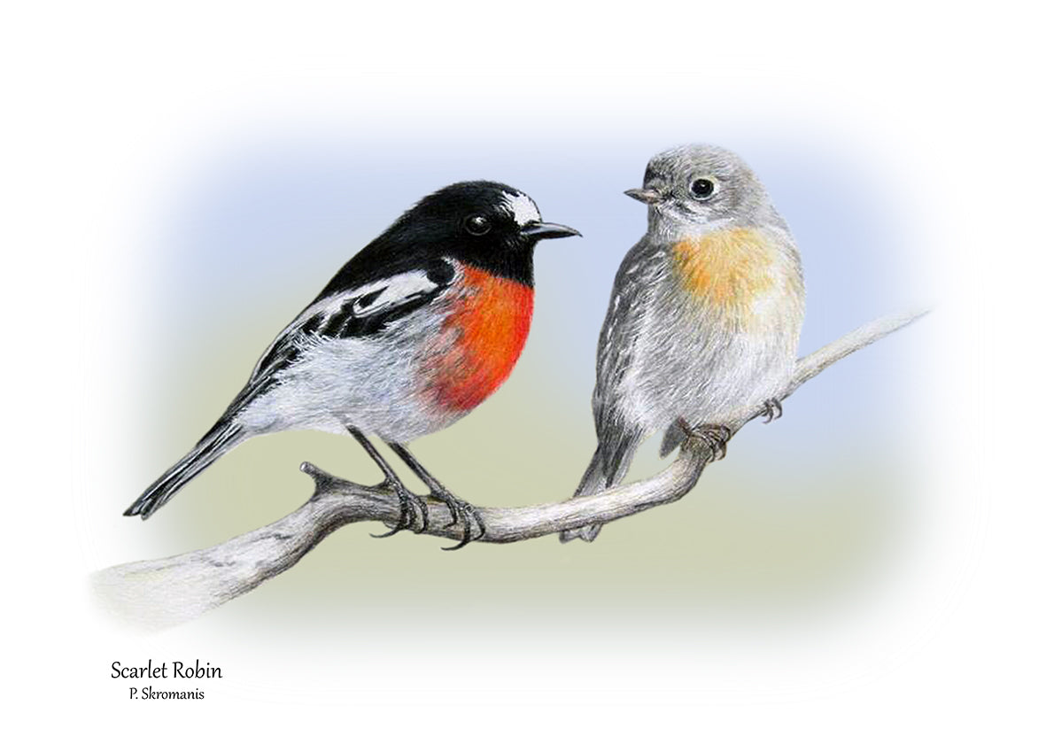 Tea Towel - Scarlet Robin Duo