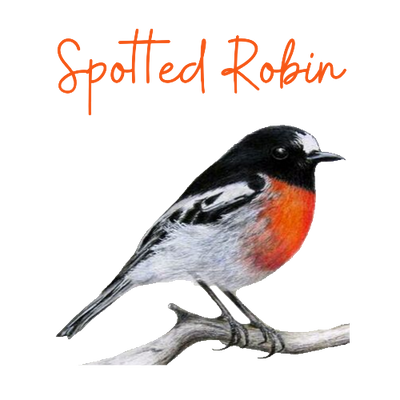 Spotted Robin